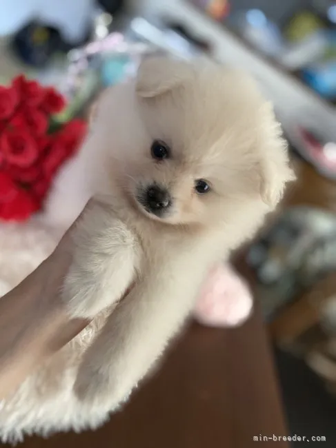 ID：2208-01045の子犬