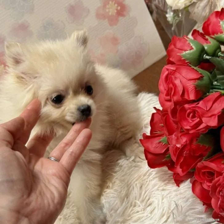 ID：2304-00707の子犬