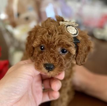 トイプードル(ティーカップ)【岩手県・女の子・2022年6月15日・レッド】の写真「チャンピオン犬直子のお母さんから産まれました。」
