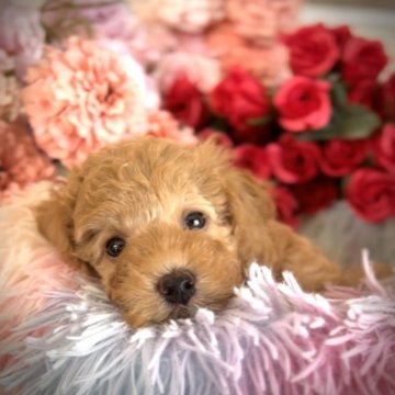 トイプードル(トイ)【岩手県・女の子・2023年9月3日・アプリコット】の写真「クリスマス企画12/24まで預かり無料アリーちゃん」