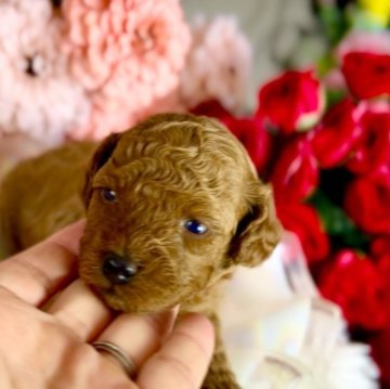 トイプードル(ティーカップ)【岩手県・女の子・2023年6月21日・レッド】の写真「チャンピオン犬直子のお母さんから産まれました。」