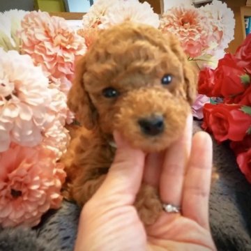 トイプードル(トイ)【岩手県・女の子・2024年4月26日・レッド】の写真「ベルちゃん❤可愛らしいお顔予想！一ヶ月お預かり無料」