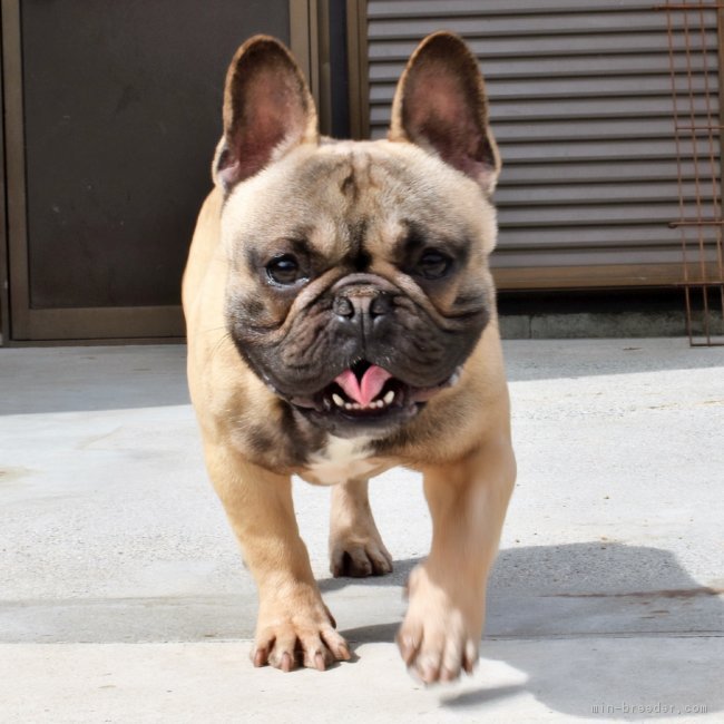 奥中　敦子(おくなか　あつこ)ブリーダー(三重県・チワワ(ロング)など・JKC登録)の紹介写真2