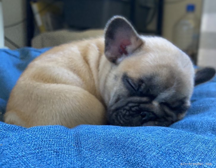 奥中　敦子(おくなか　あつこ)ブリーダー(三重県・チワワ(ロング)など・JKC登録)の紹介写真5