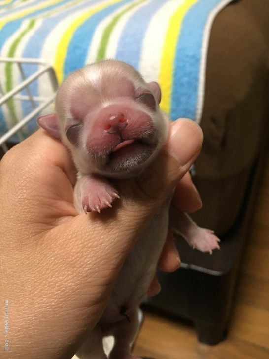 奥中敦子ブリーダーのブログ：ヒナの赤ちゃん