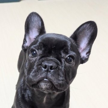 フレンチブルドッグ【三重県・男の子・2025年9月19日・ブリンドル】の写真「男前💙」