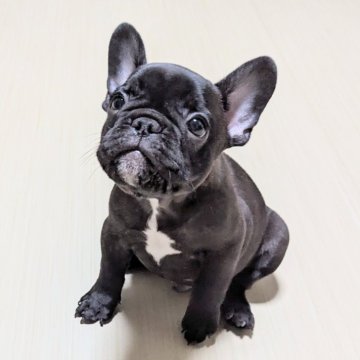 フレンチブルドッグ【三重県・男の子・2025年7月27日・ブリンドル】の写真「男前です💙」