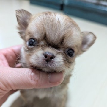 チワワ(ロング)【三重県・女の子・2025年11月3日・チョコフォーン】の写真「かわいい女の子🩷」