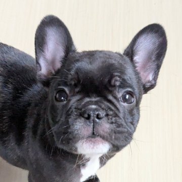 フレンチブルドッグ【三重県・男の子・2025年9月19日・ブリンドル】の写真「マイペース君💙」