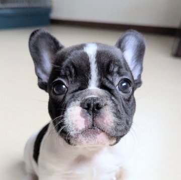 フレンチブルドッグ【三重県・男の子・2025年7月27日・パイド】の写真「ショートボディなズッシリ君💙」