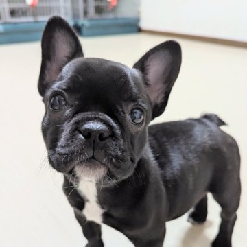 フレンチブルドッグ【三重県・女の子・2025年9月19日・ブリンドル】の写真「遊ぶの大好き🎶」