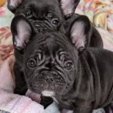 フレンチブルドッグ