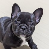 フレンチブルドッグ