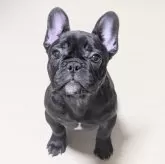 フレンチブルドッグ