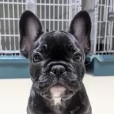 フレンチブルドッグ