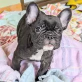 フレンチブルドッグ【三重県・男の子・2025年9月19日・ブリンドル】の写真2