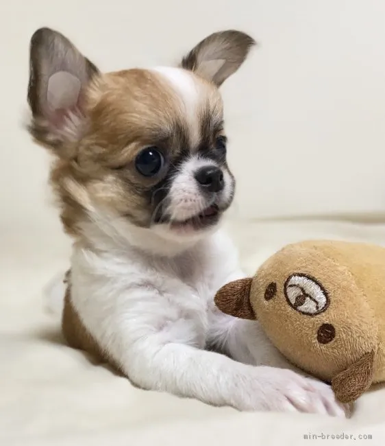 H.Ｉ 様のお迎えした子犬