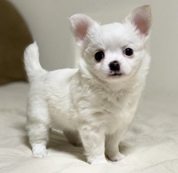 チワワ(ロング)【三重県・女の子・2020年4月22日・ホワイト】の写真「おちゃめで可愛い子です♫」