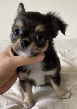 チワワ(ロング)【三重県・男の子・2021年7月15日・ブラックタン&ホワイト】の写真「おっとり可愛い子です♡」