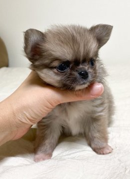 チワワ(ロング)【三重県・女の子・2020年5月22日・ブルーフォーン】の写真「かわいこちゃん♫」