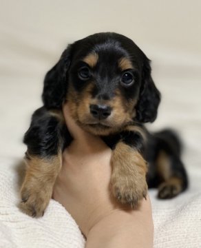 ミニチュアダックスフンド(ロング)【三重県・男の子・2020年4月17日・ブラックタン】の写真「イケメンに成長中♫」