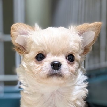 チワワ(ロング)【三重県・男の子・2024年2月7日・クリーム&ホワイト】の写真「モフモフ♡」