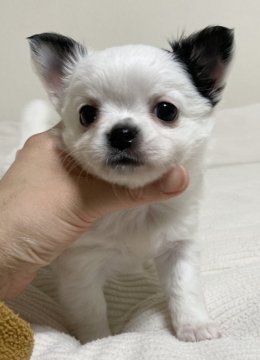 チワワ(ロング)【三重県・女の子・2021年11月17日・ホワイト&ブラック】の写真「懐っこくて可愛いです♪」