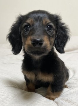 ミニチュアダックスフンド(ロング)【三重県・女の子・2022年1月28日・ブラックタン】の写真「とっても可愛いです♡」