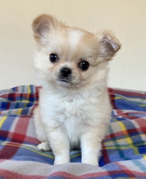 チワワ(ロング)【三重県・男の子・2020年12月7日・クリーム&ホワイト】の写真「もふもふ君♪」