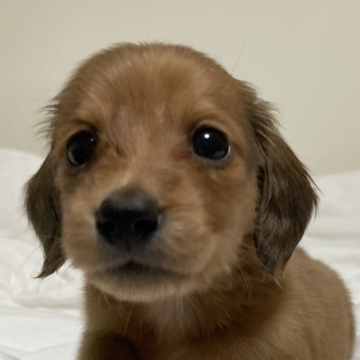 ミニチュアダックスフンド(ロング)【三重県・女の子・2022年4月27日・レッド】の写真「可愛い女の子です♡」