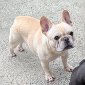 フレンチブルドッグ【・男の子・2023年3月23日・クリーム】