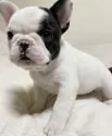 フレンチブルドッグ【三重県・女の子・2021年12月30日・パイド】の写真2