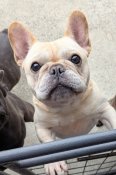 フレンチブルドッグ【・男の子・2023年3月23日・クリーム】