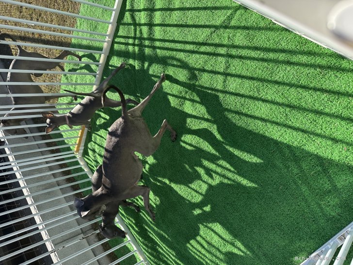 岩田愛ブリーダーのブログ：スピちゃんベビー