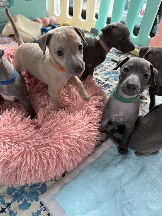 岩田愛ブリーダーのブログ：スピちゃんパピー！