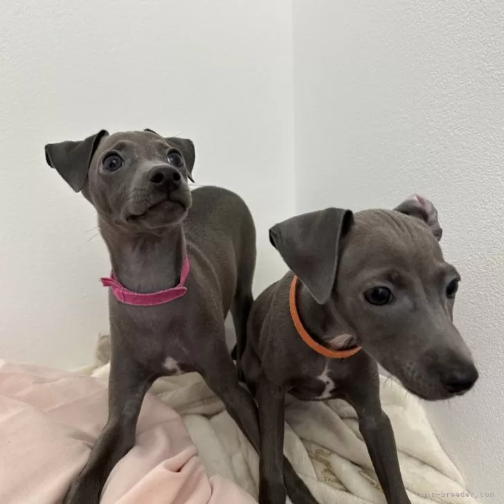 ID：2408-01657の子犬