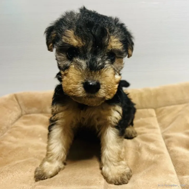 ID：2304-02269の子犬