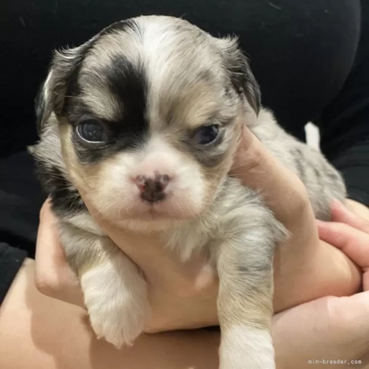 ID:2411-05024の子犬