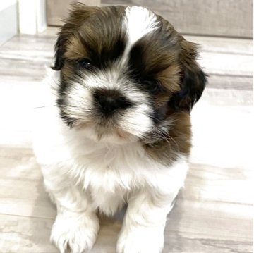 シーズー【宮城県・女の子・2025年9月10日・ホワイト&ゴールド】の写真「毛ぶきもシーズーらしくふわふわになってきました。」