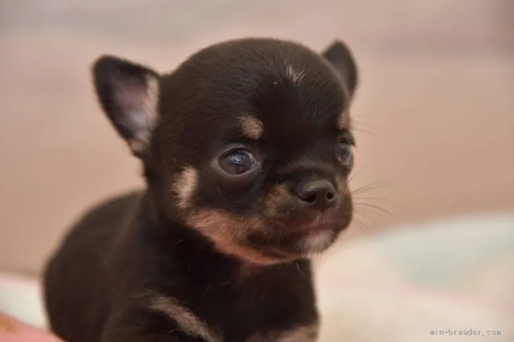 ID:2106-03769の子犬