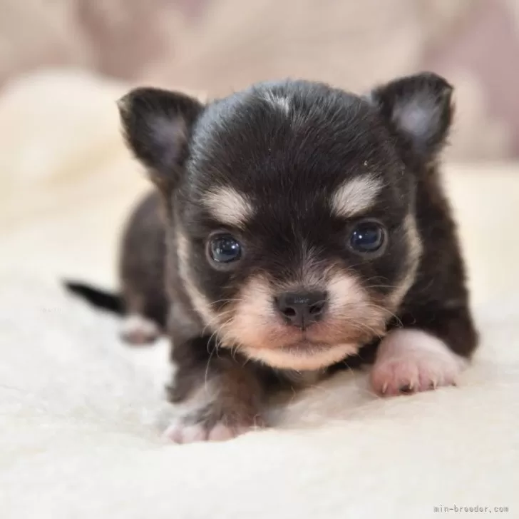 ID：2406-01226の子犬