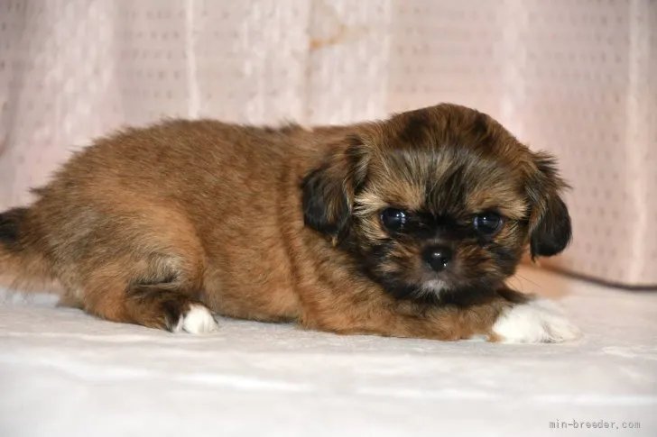 ID：2109-02589の子犬