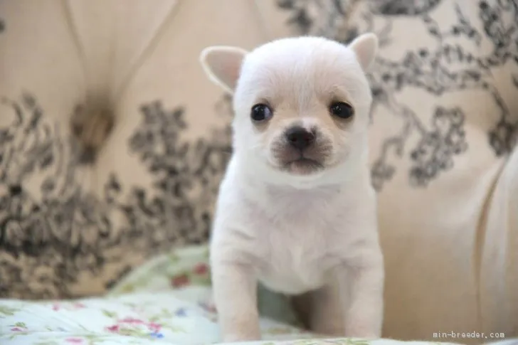 ID：2007-01429の子犬