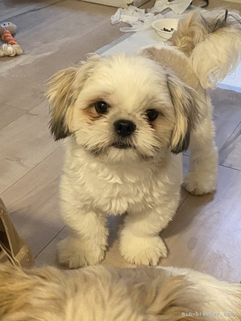 シーズー【・男の子・2024年6月20日・ホワイト&amp;ゴールド】