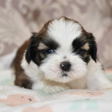 ミックス(チワワ×シーズー)【宮城県・女の子・2024年1月15日・ホワイト&ブラウン】の写真「可愛い女の子♡」