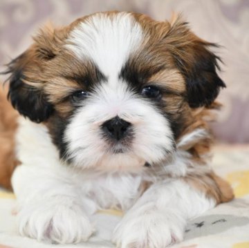 シーズー【宮城県・男の子・2024年2月10日・ホワイト&ゴールド】の写真「甘えん坊なおとこのこ♡」