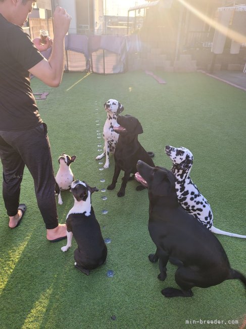 宮崎凱斗ブリーダー