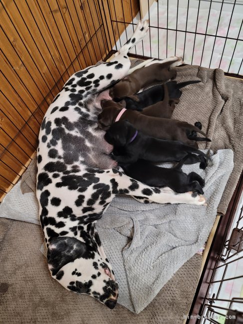 宮崎　凱斗(みやざき　かいと)ブリーダー(群馬県・ボストンテリアなど・JKC登録)の紹介写真4