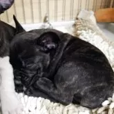 フレンチブルドッグ【群馬県・女の子・2025年9月23日・ブリンドル】の写真3