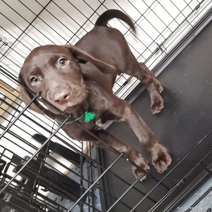 ID：2503-04749の子犬